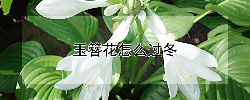 玉簪花怎么过冬（玉簪花冬天落叶吗）