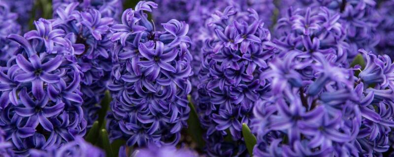 道歉送什么花（道歉送什么花送多少朵）