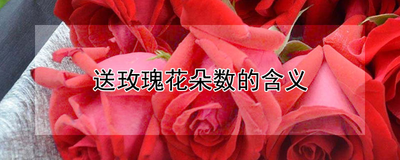 送玫瑰花朵数的含义（送玫瑰花朵数的含义16朵）