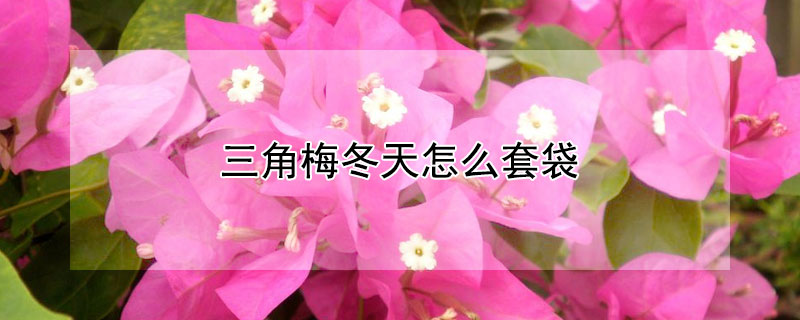 三角梅冬天怎么套袋（三角梅套袋能晒太阳吗）