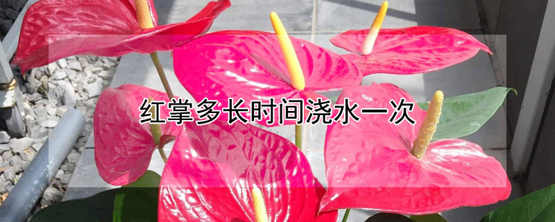 红掌多长时间浇水一次（怎样养红掌多少天浇一次水）