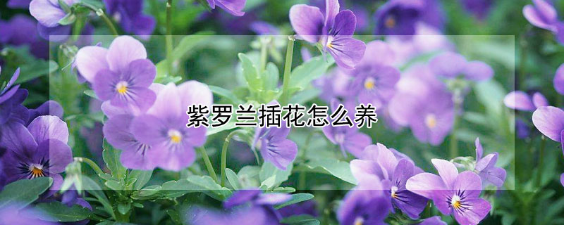 紫罗兰插花怎么养 紫罗兰花插花怎么养