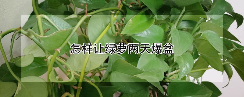 怎样让绿萝两天爆盆（怎样才能让绿萝爆盆）