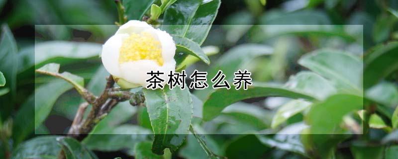 茶树怎么养（茶树怎么养家庭养法）