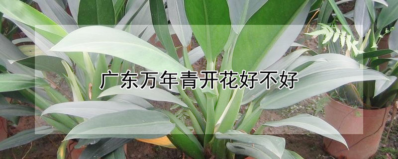 广东万年青开花好不好（家里的广东万年青开花了好不好）