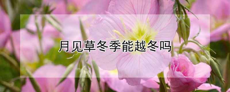 月见草冬季能越冬吗（月见草是冬性植物吗）