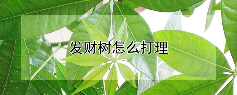 发财树怎么打理 发财树怎么打理怎么养殖