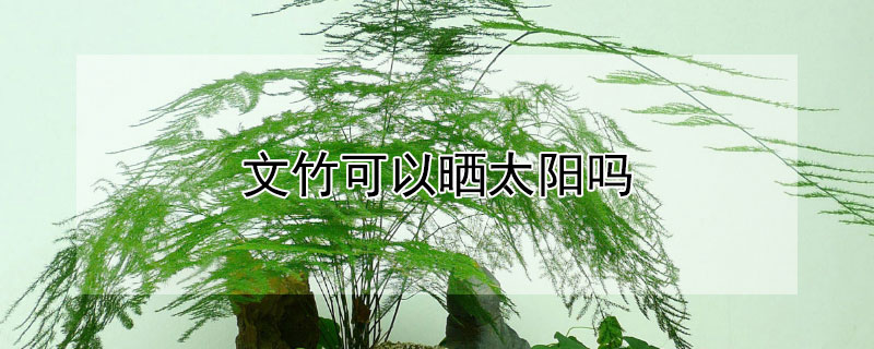 文竹可以晒太阳吗（文竹可以晒太阳吗?多久浇一次水）