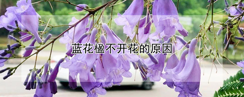 蓝花楹不开花的原因 蓝花楹开了吗