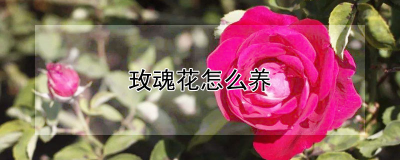 玫魂花怎么养（玫瑰花怎么种）