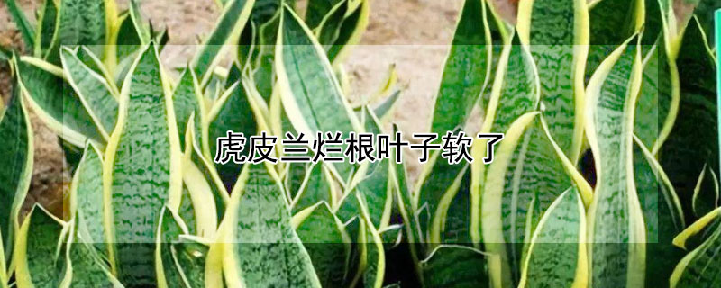 虎皮兰烂根叶子软了（虎皮兰烂根了怎么回事）