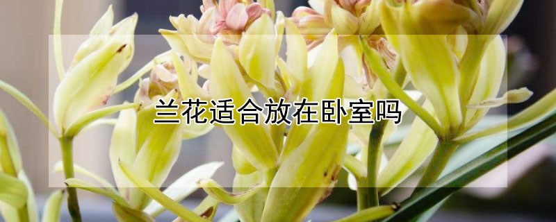 兰花适合放在卧室吗（兰花放在卧室好不好）