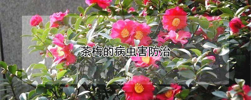 茶梅的病虫害防治 茶梅树病虫害管理