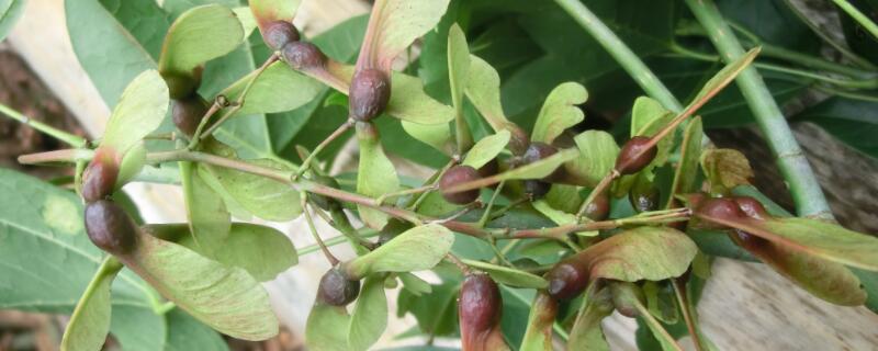 青枫树寓意（青枫的有何寓意）