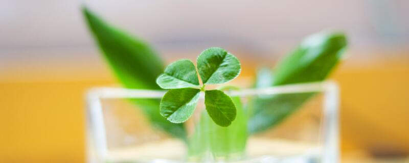 四叶草的含义 四叶草的含义与花语