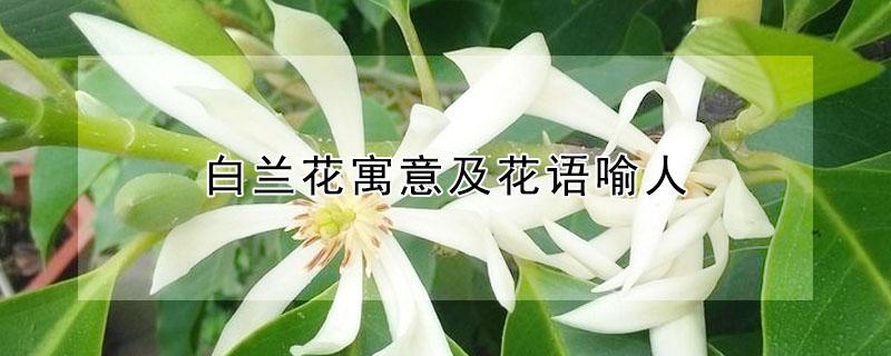 白兰花寓意及花语喻人（白兰花的寓意）