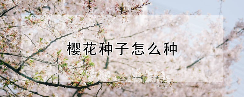 樱花种子怎么种(樱花种子怎么种植方法)
