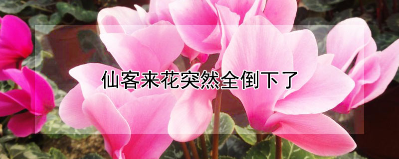 仙客来花突然全倒下了 仙客来花突然全倒下了会死吗