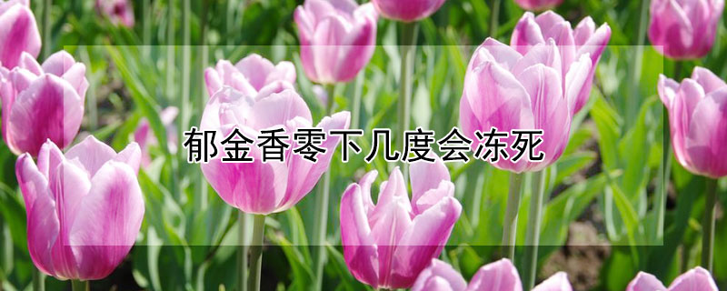 郁金香零下几度会冻死(郁金香冬天会不会冻死)