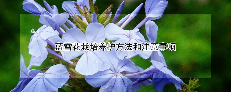 蓝雪花栽培养护方法和注意事项 蓝雪花怎么养护