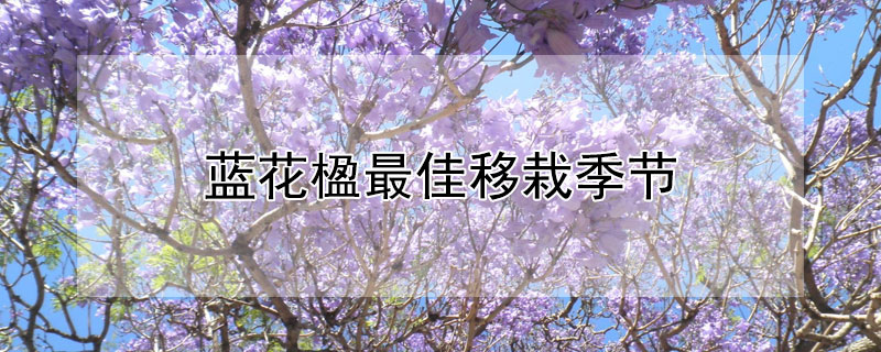 蓝花楹最佳移栽季节（蓝花楹种植时间）