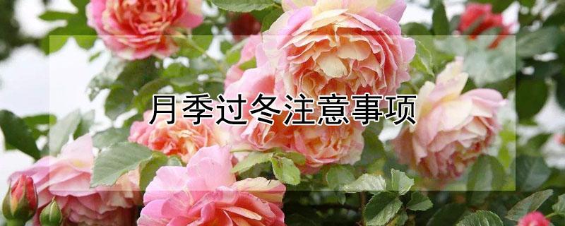 月季过冬注意事项 月季的过冬方法