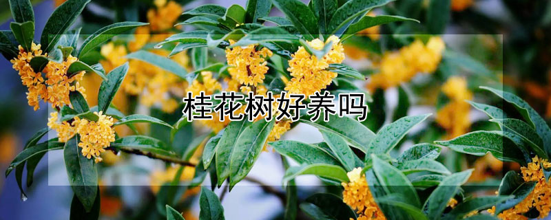 桂花树好养吗 桂花树好养吗怎么养