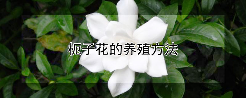 枙子花的养殖方法 枙子花养殖方法