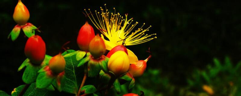 红果金丝桃花语是什么 红果金丝桃寓意