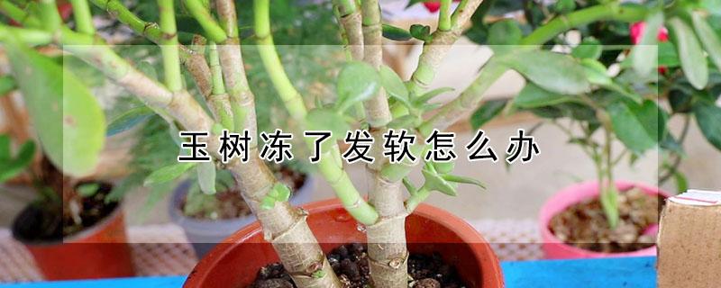 玉树冻了发软怎么办（玉树冻蔫了怎么办）