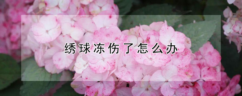 绣球冻伤了怎么办 绣球花冻伤了怎么办
