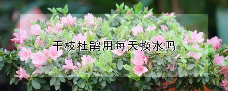 干枝杜鹃用每天换水吗（枯枝杜鹃养多久换一次水）