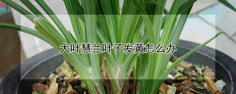 大叶慧兰叶子发黄怎么办 大花惠兰叶子发黄