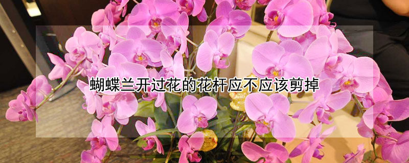 蝴蝶兰开过花的花杆应不应该剪掉（蝴蝶兰开完花杆子要剪掉吗）