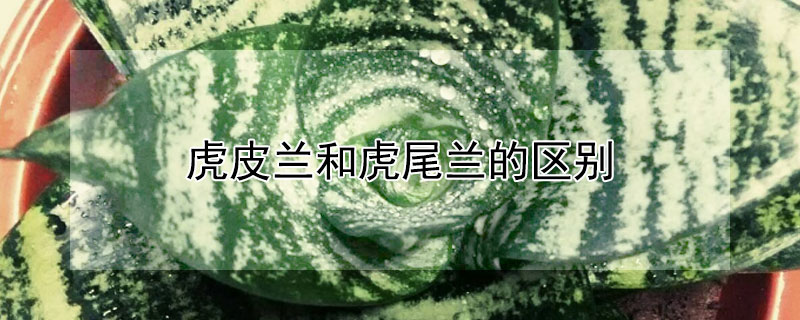虎皮兰和虎尾兰的区别 虎皮兰和虎尾兰一样吗