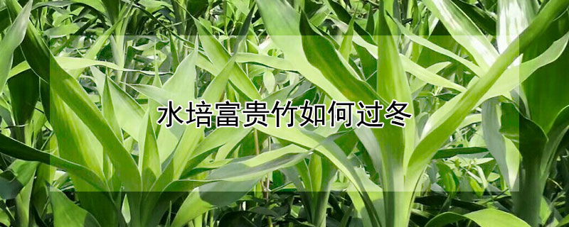 水培富贵竹如何过冬 水培富贵竹怎样过冬