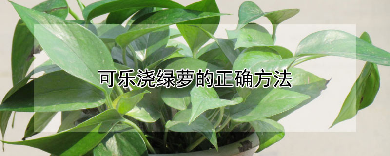 可乐浇绿萝的正确方法（可乐可以用来浇绿萝吗）