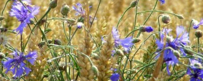 蓝花矢车菊的花语（蓝色矢车菊的花语是什么?）