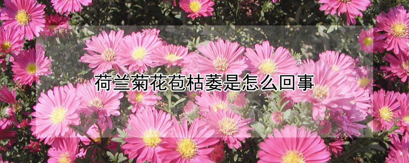 荷兰菊花苞枯萎是怎么回事 荷兰菊蔫了