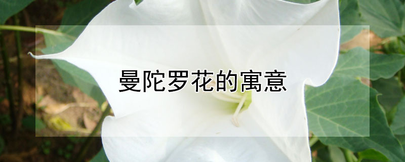 曼陀罗花的寓意 曼陀罗花的寓意是什么