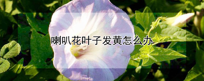 喇叭花叶子发黄怎么办（花子叶子发黄怎么办）