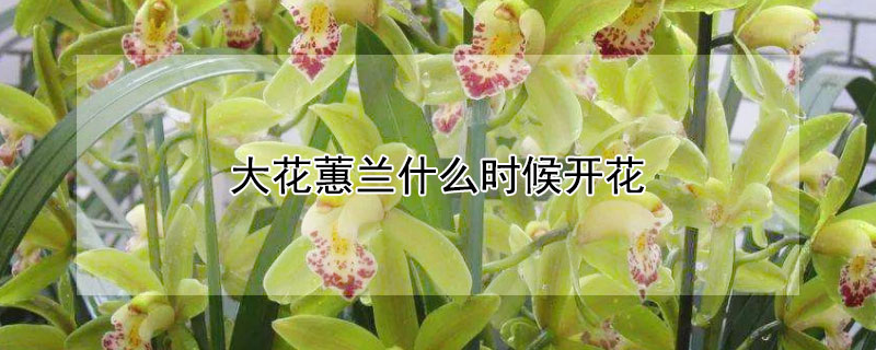 大花蕙兰什么时候开花 大花蕙兰什么时候开花难?