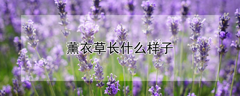 薰衣草长什么样子 一株薰衣草长什么样子