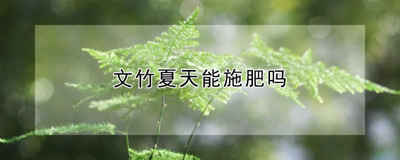 文竹夏天能施肥吗(文竹冬天要施肥料吗)