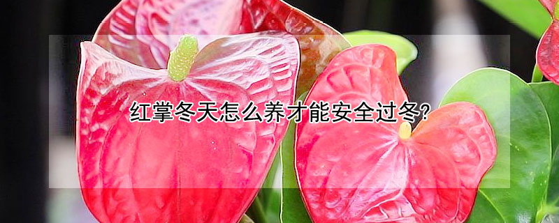 红掌冬天怎么养才能安全过冬?（红掌如何养在冬天）