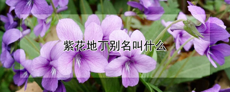 紫花地丁别名叫什么 紫花地丁的别称