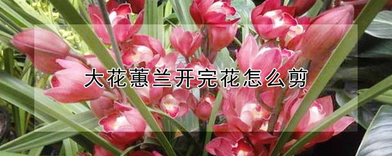 大花蕙兰开完花怎么剪 大花蕙兰怎么剪枝