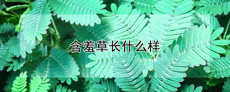 含羞草长什么样 含羞草长什么样子含羞草的图片