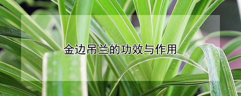 金边吊兰的功效与作用（金边吊兰有什么用）