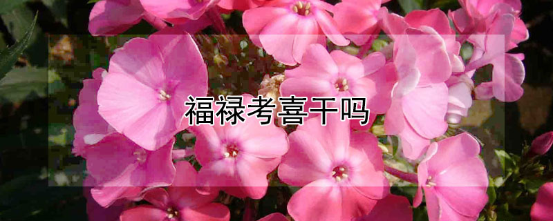 福禄考喜干吗 福禄考什么意思